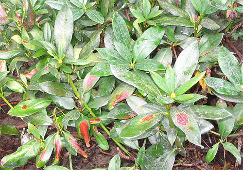 Verbrannte Rhododendronbl�tter