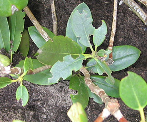 Fra�sch�den am Rhododendron