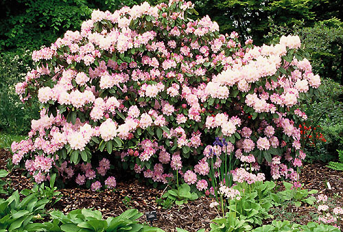 Pr�chtig bl�hender Rhododendron