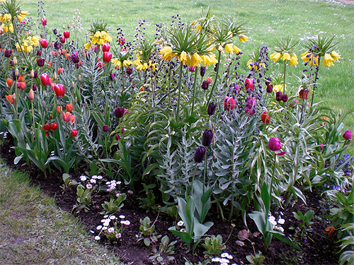 Fr�hlingsbeet mit Tulpen, Kaiserkronen, Fritillaria persica und Bellis