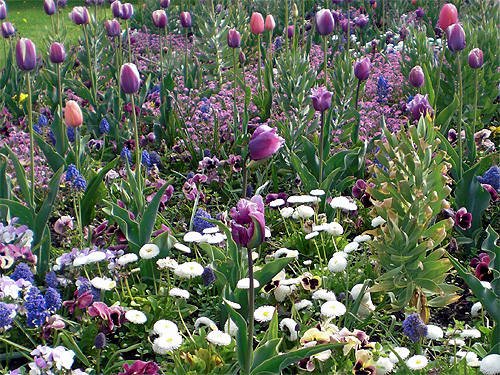 Fr�hlingsbeet in lila, blau und wei�