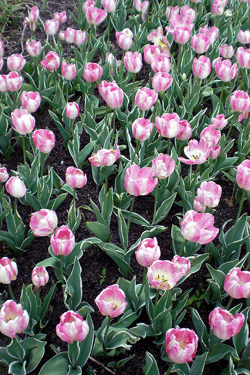 Tulpen mit zweifarbigen Bl�ttern