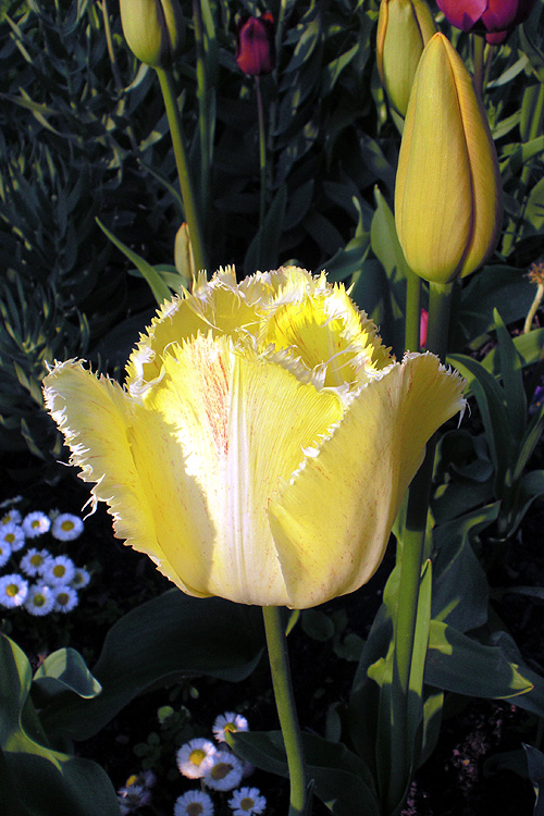 Gefranste Tulpe