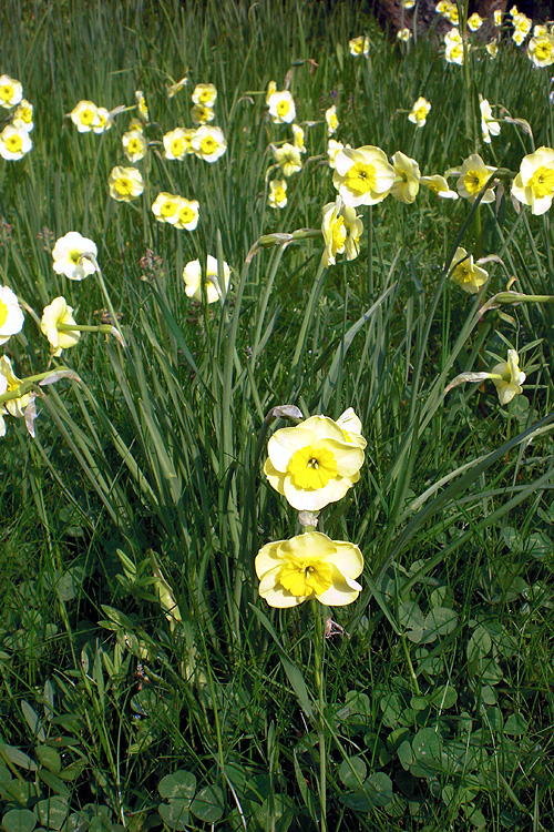 Jonquillen (Narzissen)