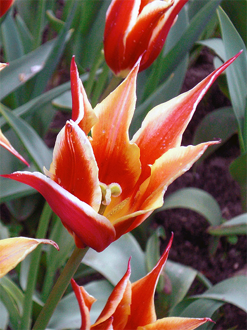 Lilienbl�tige Tulpe