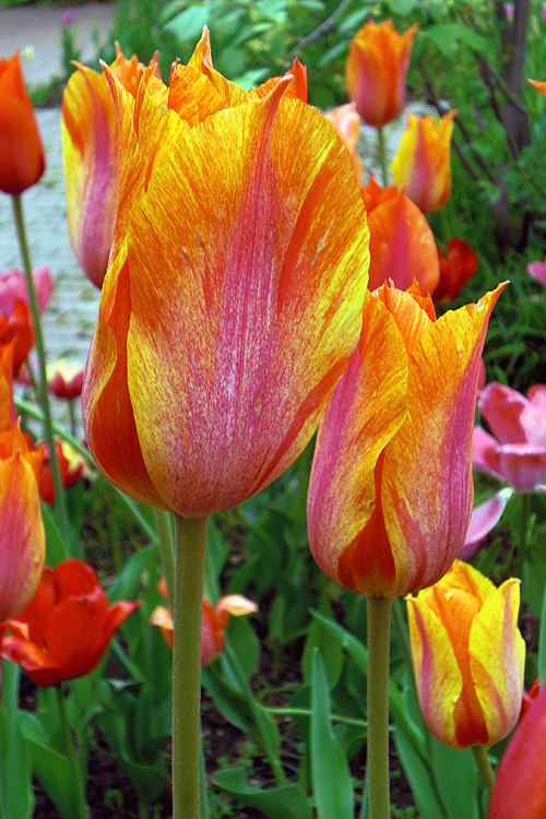 Rembrandttulpen