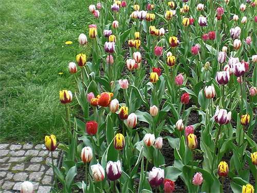 Rembrandttulpen
