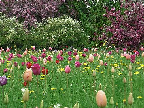 Fr�hlingswiese mit Tulpen und L�wenzahn