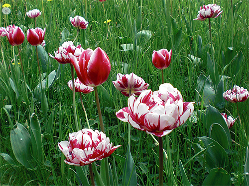 Verschiedene rot-wei�e Tulpen