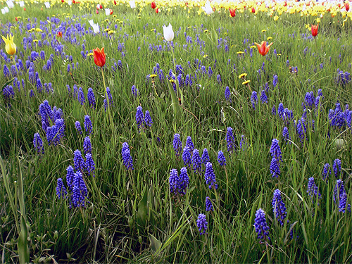 Wiese mit Tulpen, Perlhyazinthen und L�wenzahn