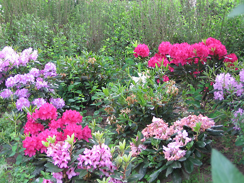 Dasselbe Rhododendronbeet ein Jahr sp�ter