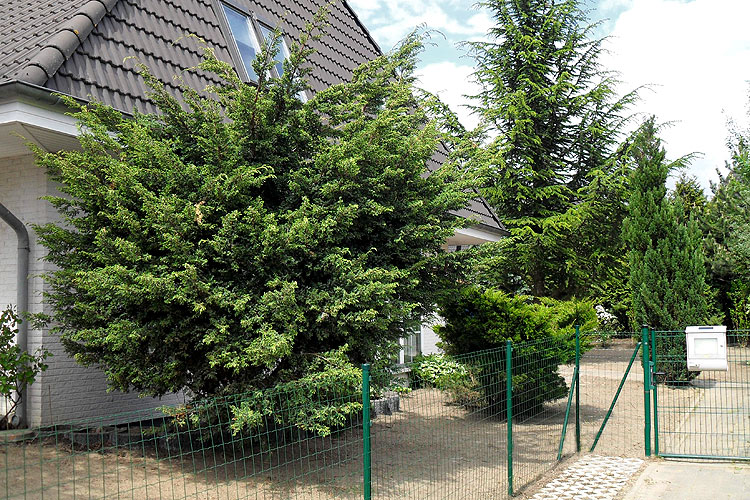 Die Geh�lze treiben frisches Gr�n
