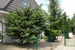 Die Geh�lze treiben frisches Gr�n