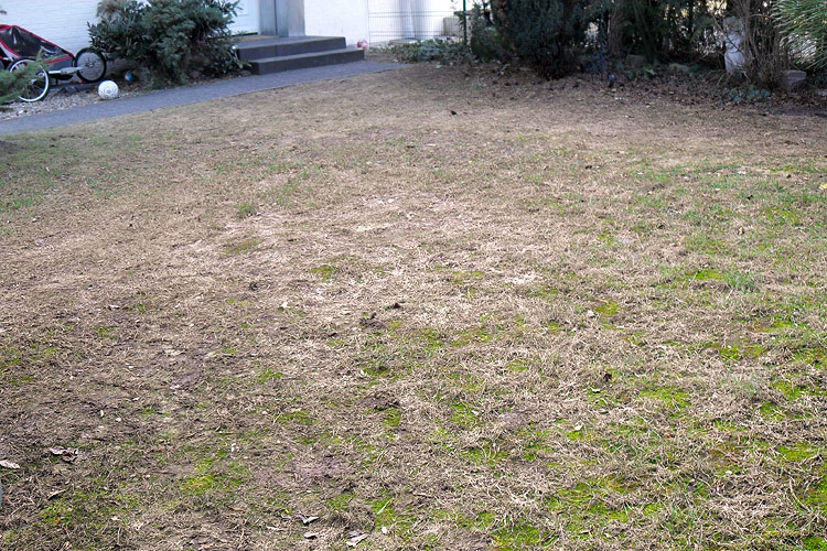 Stark besch�digter Rasen nach einem langen, schneereichen Winter