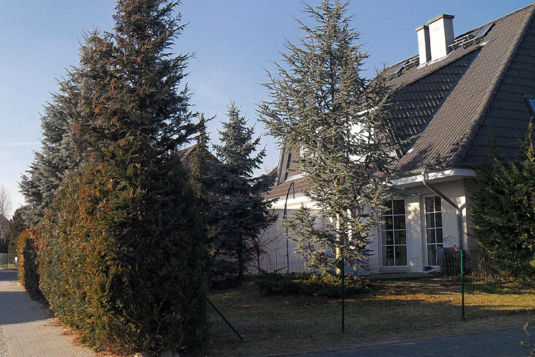 Die Geh�lze im Vorgarten haben einen R�ckschnitt n�tig