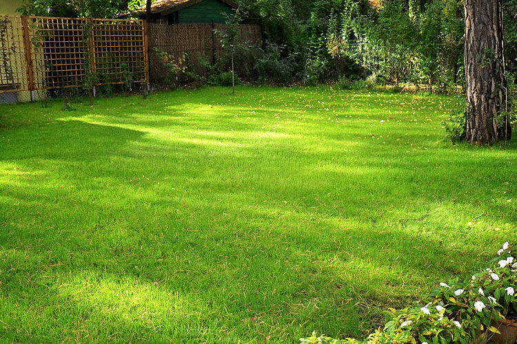 Neu ges�ter Rasen