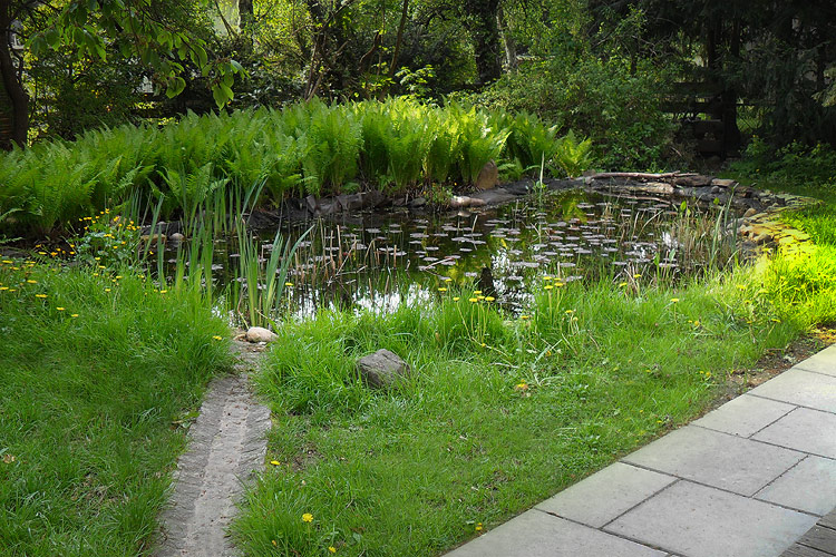 Ges�uberter Teich und Rasenkur