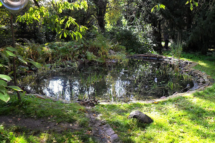 Wildwuchs am Gartenteich im Fr�hjahr