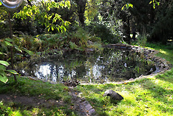 Wildwuchs am Teich im Fr�hjahr