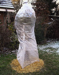 Frostschutz f�r winterharte Palmen