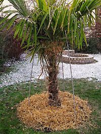 Frostschutz f�r winterharte Palmen