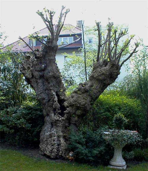 Verj�ngungsschnitt bei einem alten Baum