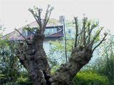 Verj�ngungsschnitt bei einem alten Baum