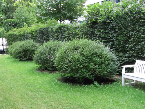 Hecke im Fr�hsommer