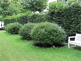 Hecke im Fr�hsommer