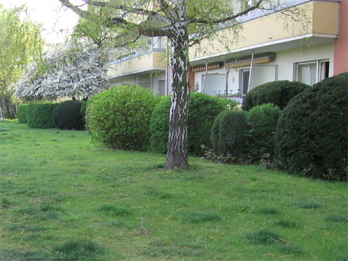 In Form geschnittene Str�ucher