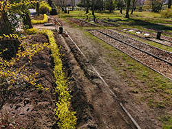 Ruhegemeinschaft Zentralfriedhof Friedrichsfelde - Neue Hecke im M�rz 2020