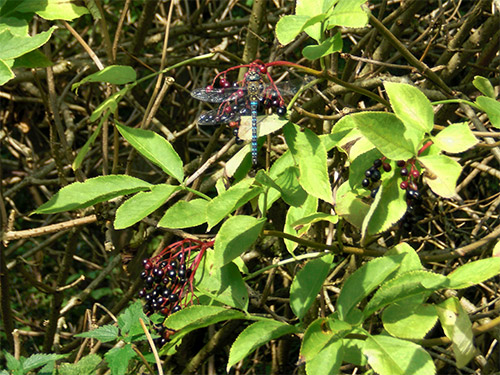 Schwarzer Holunder, Sambucus nigra