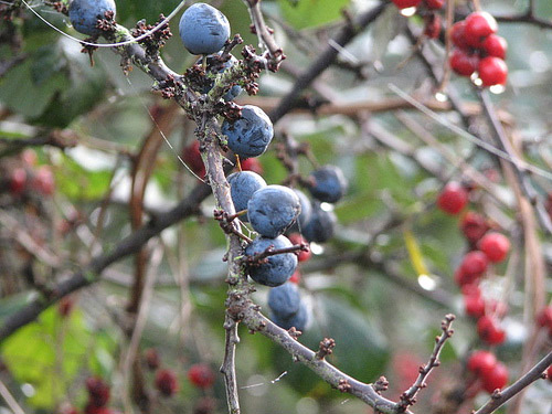 Schlehe, Prunus spinosa, und Wei�dorn, Crataegus