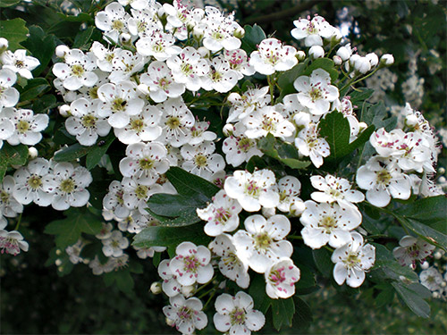 Wei�dorn, Crataegus