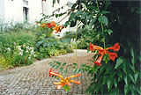 Bl�ten