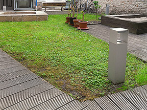 Sch�den im Rasen nach dem Winter