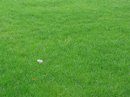 Kr�ftiger Rasen ist eine Zierde f�r jeden Garten