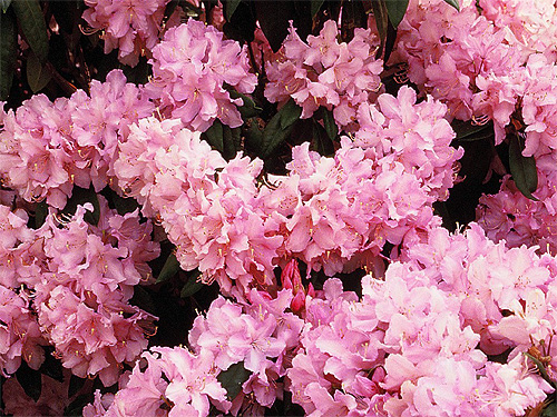 Bl�hender Rhododendron
