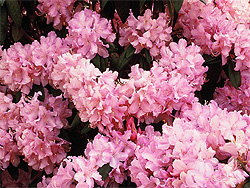Bl�hender Rhododendron