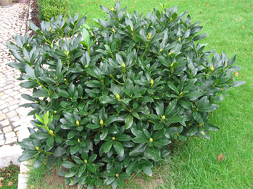 Gesunder, kr�ftiger Rhododendron