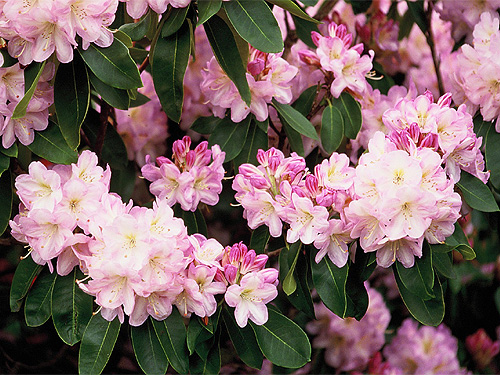 Ros�farbener Rhododendron