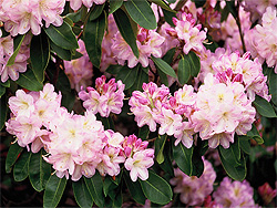 Ros�farbener Rhododendron