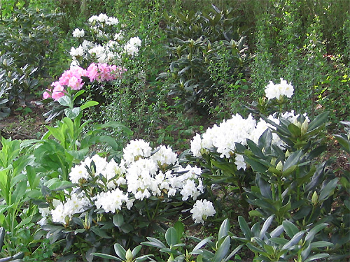 Wei�er Rhododendron 'Cunningham's White'