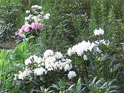 Wei�er Rhododendron 'Cunningham's White'