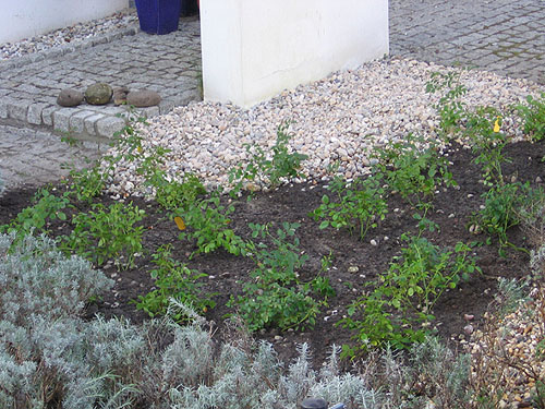 �ppig bl�hender Rosenstrauch