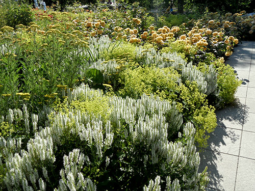 Stauden und Rosen in Gelb und Wei�
