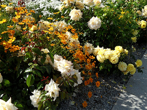 Stauden und Rosen Ton in Ton