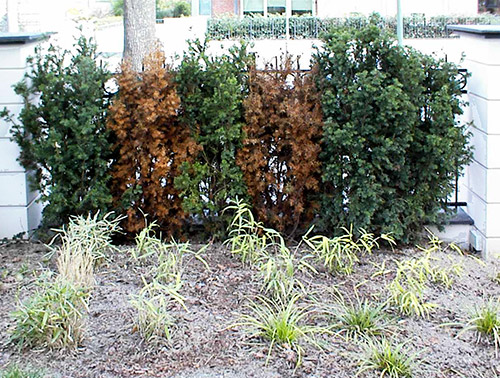 Besch�digte Hecke